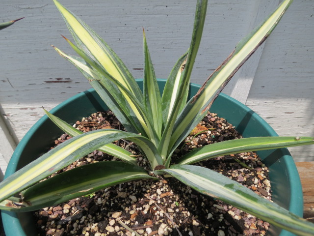 Agave Sisalana Seeds - Rare Century Plant Exotic Succulent Sisal Cactus Tree