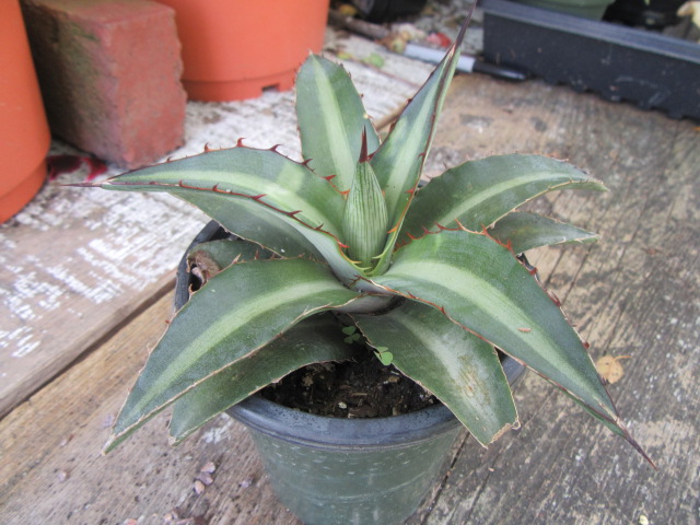 Agave lophantha (Syn. A. univittata) (Center Stripe or Thorn-Crested Agave)   The Belmont Rooster