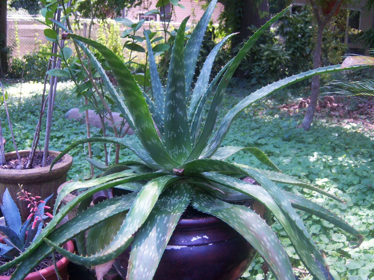 ☆Aloe maculata v. latifolia ☆アロエ/ラティフォリアAC06 Aloe