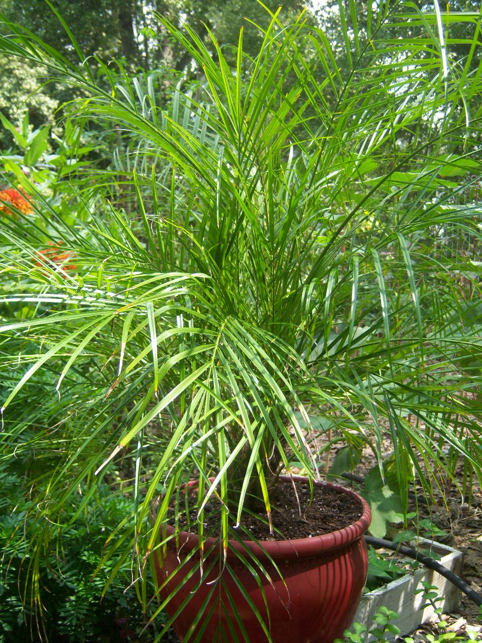 looks like a pineapple plant Buy Octopussy Pineapple Lily main image 1