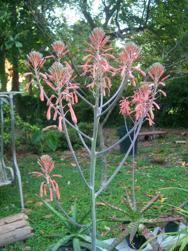 Asphodelaceae Family:  The Belmont Rooster