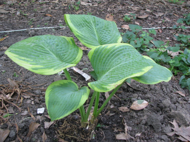tobacco road hosta Shadowland 'Lone Star' part sun/shade My favourite Hosta !!(Scarborough. Ontario,