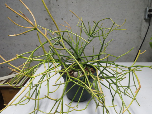 5 Semi Di Euphorbia Tirucalli ROSEA – Pianta Esotica Firesticks, Rossa, Succulenta Rara - 3