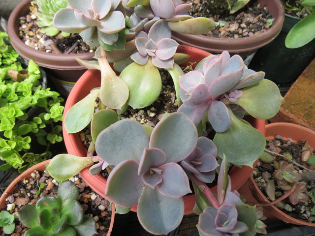 Echeveria Species and Cultivars:  The Belmont Rooster