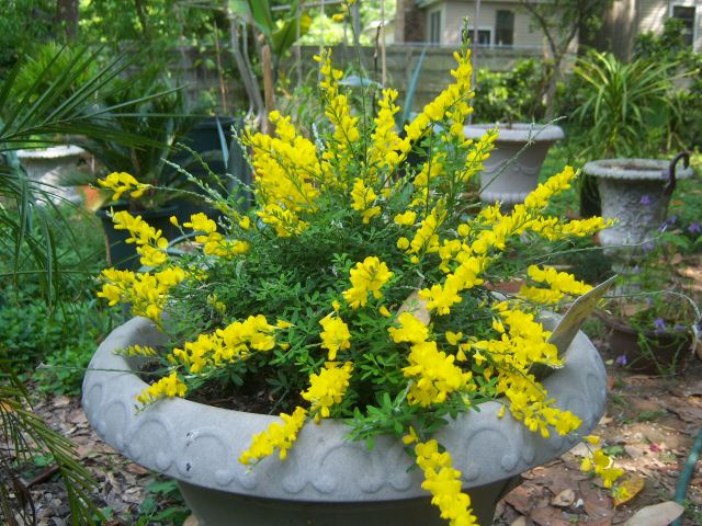 Genista spachiana (Syn. Cytisus spachianus) (Sweet Broom)  The Belmont  Rooster