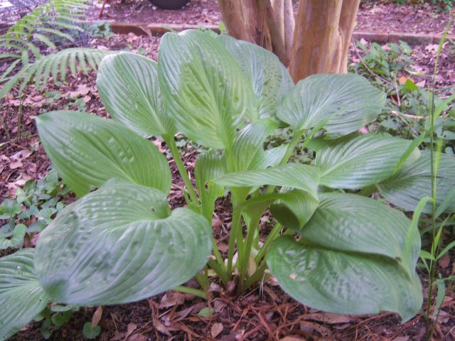 hosta tobacco road Hosta, Lime Leaf Shadowland 'Coast to Coast' Purple Bloom Time Hosta Shadowland 'Lone Star'