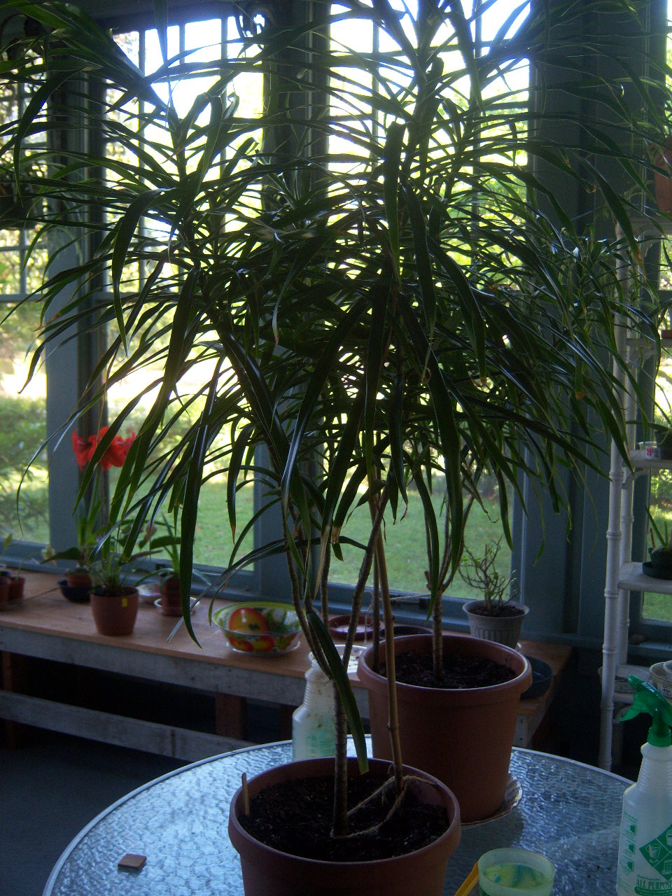 Dracaena reflexa var. angustifolia (Syn. D. marginata) (Dragon
