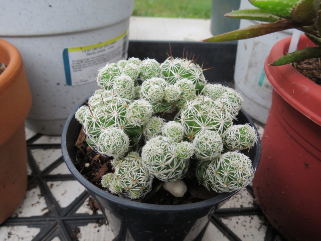 Mammillaria Species  The Belmont Rooster