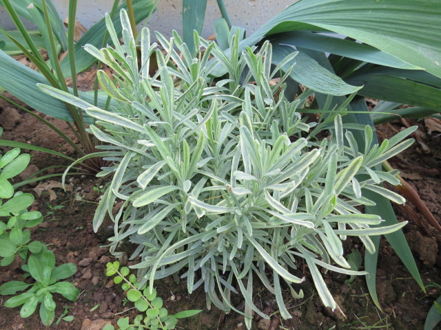 money tree plant home depot Pachira Aquatica 'Money Tree'