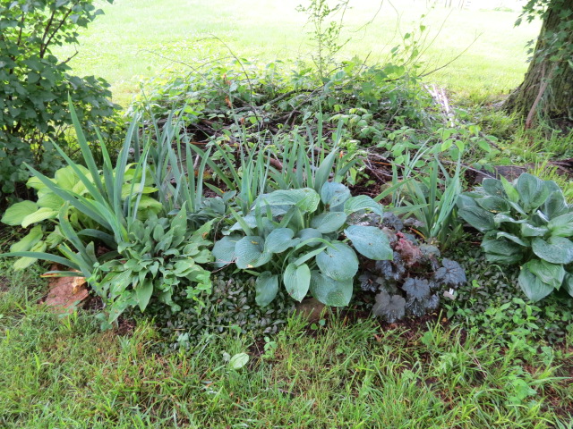 HOSTA: Information and Sources « The Belmont Rooster