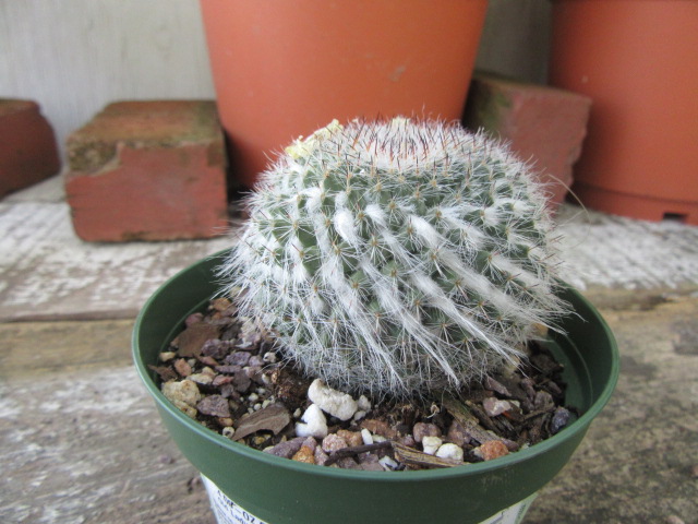 Mammillaria hahniana (Old Lady Cactus, Old Lady Pincushion)  The Belmont  Rooster