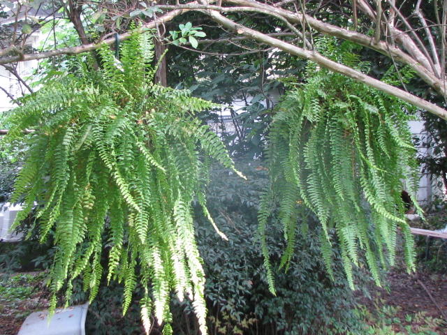 serissa foetida variegata Serissa japonica 'Kowloon'  Nurseries Caroliniana