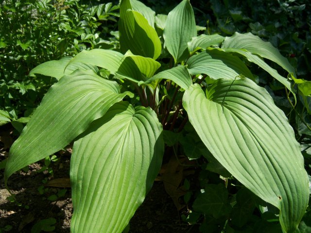 tobacco road hosta Shadowland 'Lone Star' 28 Inches Garden Spread Hosta 'Northern Exposure'