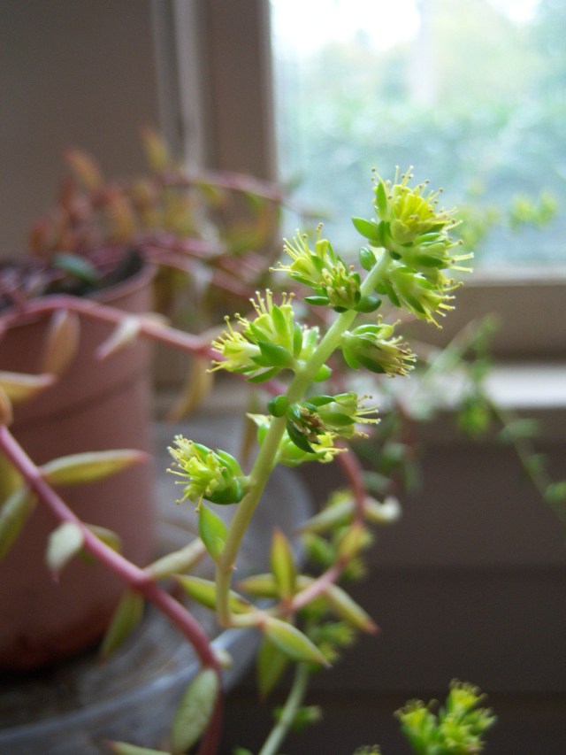 Lenophyllum acutifolium-A Rare Treat!  The Belmont Rooster