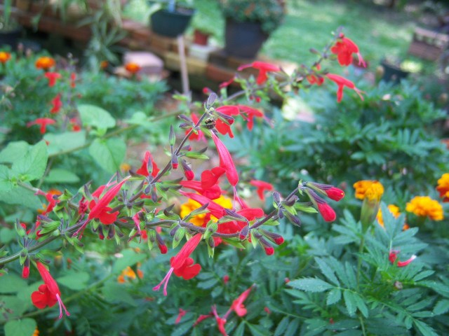 Semi Salvia Rossa Scarlatto - 100 Semi, Perenne, Attira Farfalle