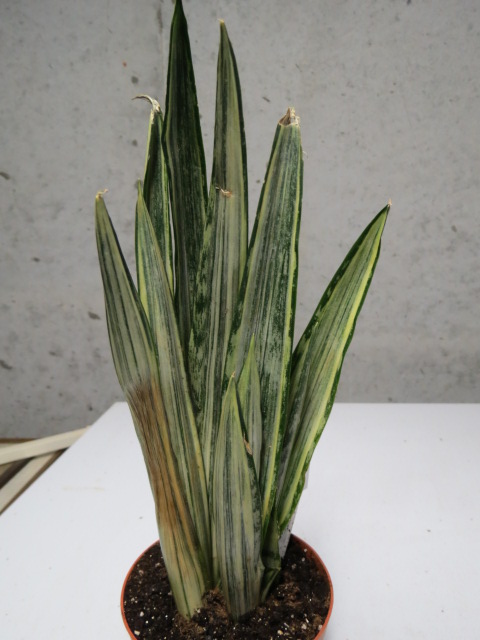 Dracaena trifasciata (Syn. Sansevieria trifasciata) 'Bantel's Sensation'  (White or White Striped Sansevieria)  The Belmont Rooster
