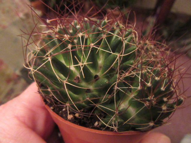 Mammillaria decipiens (syn. subsp. camptotricha) (Bird's Nest Pincushion)   The Belmont Rooster