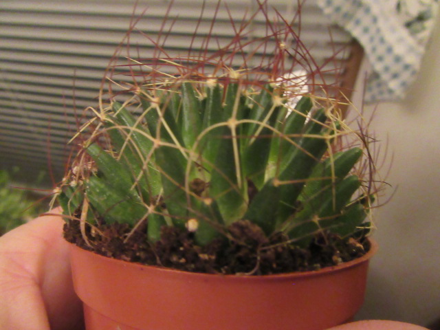 Mammillaria decipiens (syn. subsp. camptotricha) (Bird's Nest