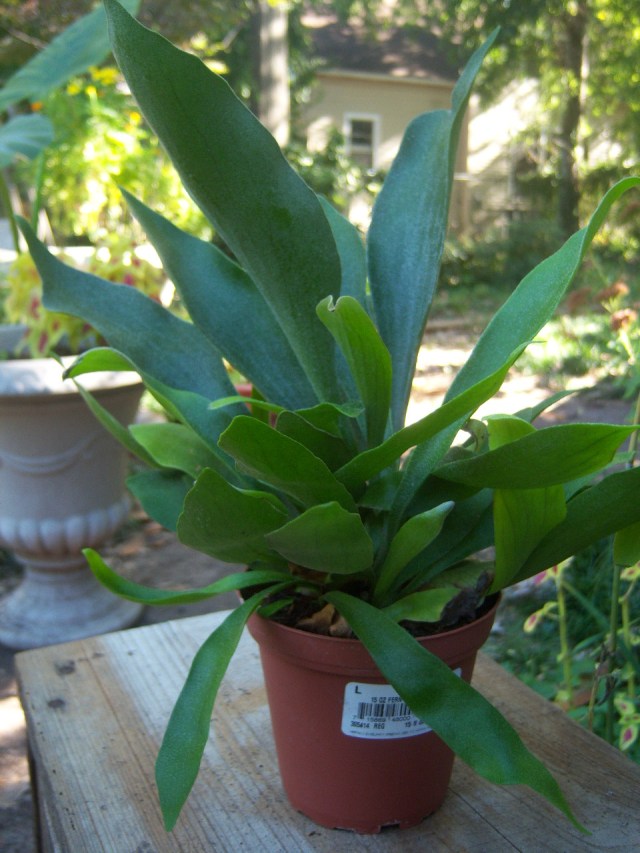 Platycerium bifurcatum (Staghorn Fern)  The Belmont Rooster