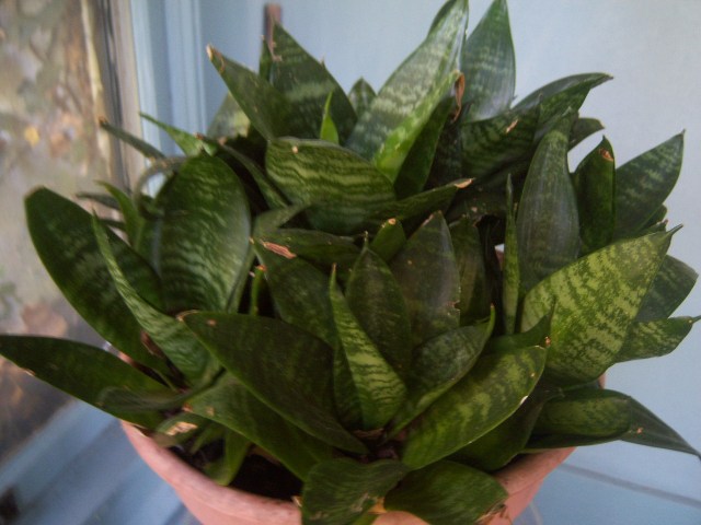 Dracaena trifasciata (Syn. Sansevieria trifasciata) 'Hahnii' (Bird's Nest  Snake Plant)  The Belmont Rooster