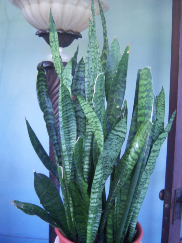 Dracaena trifasciata (Syn. Sansevieria trifasciata) (Mother-In-Law's  Tongue, Snake Plant, Etc.)  The Belmont Rooster