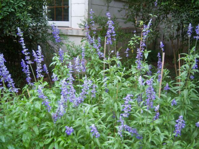 Salvia farinacea 'Blue Bedder' (Mealycup Sage, Mealy Sage)  The Belmont  Rooster