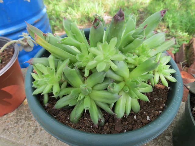 Sempervivum 'Oddity' (House Leek, Hens-and-Chickens, ETC.) « The
