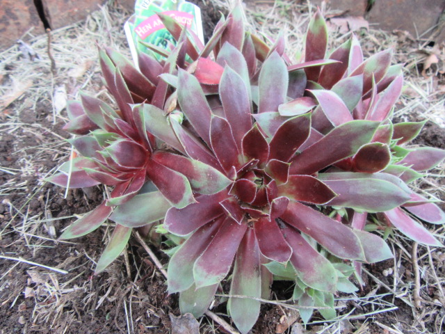 Sempervivum x 'Killer' (House Leek, Hens-and-Chickens, Jupiter's