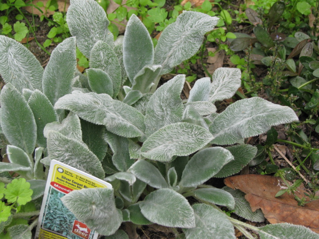 Stachys byzantina (Lamb's Ears)  The Belmont Rooster