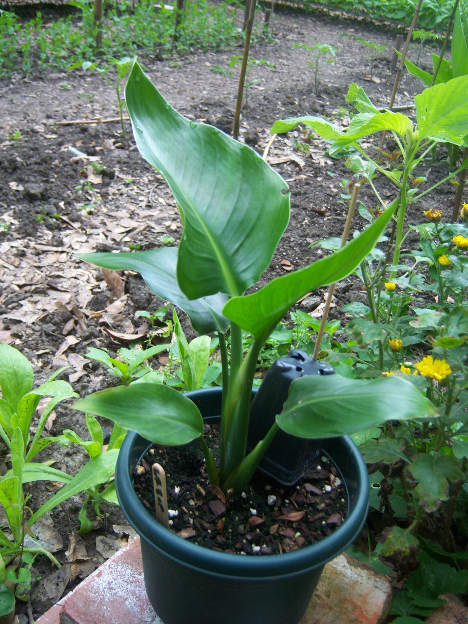 Pianta D'Appartamento Baby Strelitzia Nicolai – Uccello Del Paradiso, Foglie Verdi, Pianta Da Interno