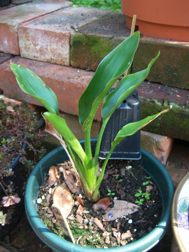 Strelitzia reginae (Orange Bird of Paradise)  The Belmont Rooster