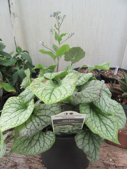 Brunnera macrophylla 'Jack Frost' (Siberian Bugloss, Heart-Leaf Brunnera,  ETC.)  The Belmont Rooster