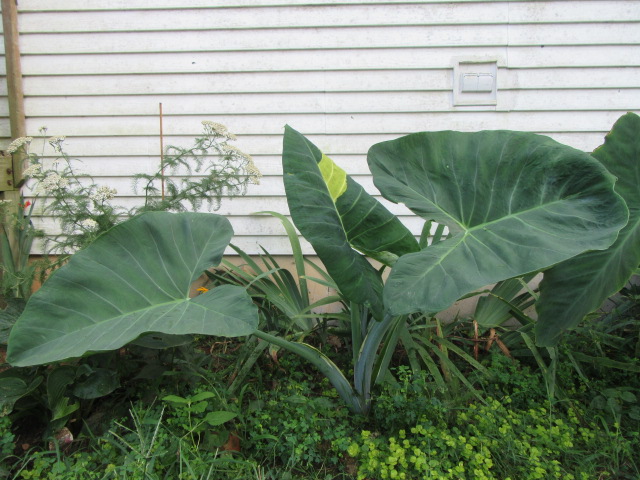 Ummm Leucocasia gigantea 'Thailand Giant' Update  The Belmont Rooster