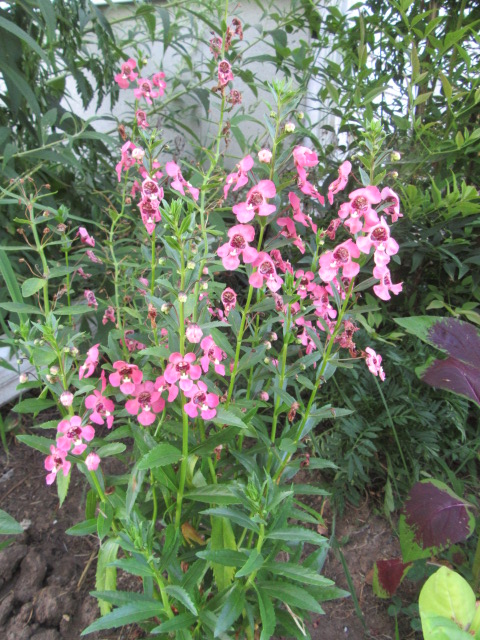 Angelonia angustifolia Hybrid Angelface® ‘Perfectly Pink’ (Angelonia ...