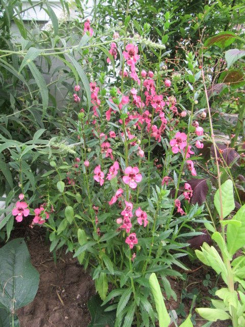 Angelonia angustifolia Hybrid Angelface® ‘Perfectly Pink’ (Angelonia ...