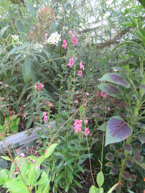 Angelonia angustifolia Hybrid Angelface® ‘Perfectly Pink’ (Angelonia ...