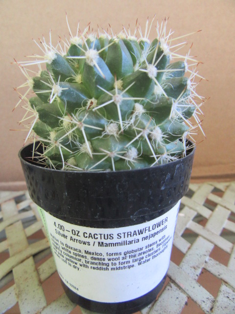 Mammillaria karwinskiana (Syn. Mammillaria nejapensis) (Silver Arrows)   The Belmont Rooster