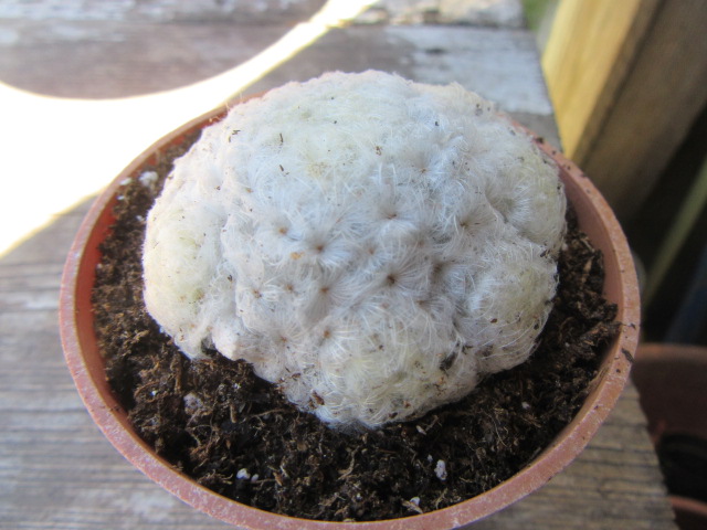 Mammillaria plumosa (Feather Cactus)  The Belmont Rooster