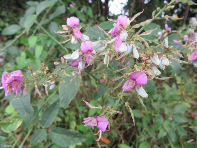 Desmodium paniculatum/Desmodium perplexum (Panicledleaf/Perplexing Tick  Trefoil, ETC., ETC)  The Belmont Rooster