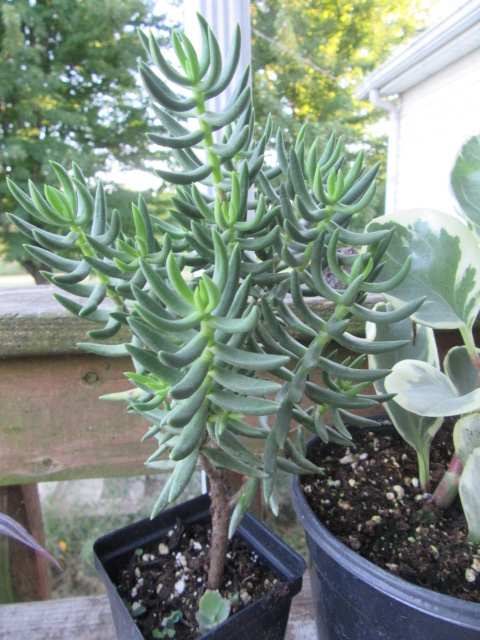 potted plant decorative covers Metallic Brights e-Covers | Preformed Pot Covers