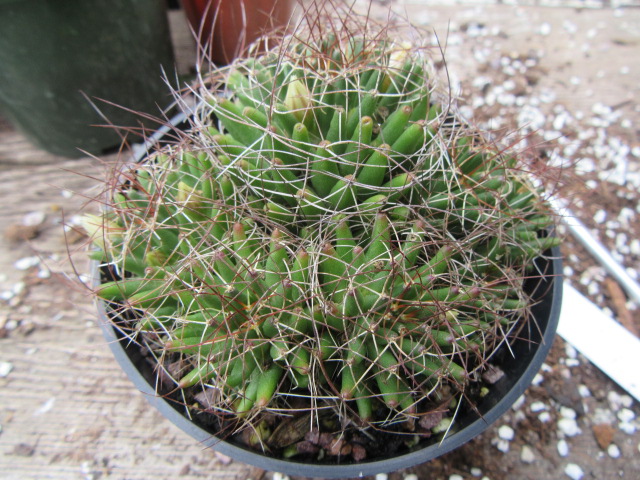 Mammillaria decipiens (syn. subsp. camptotricha) (Bird's Nest