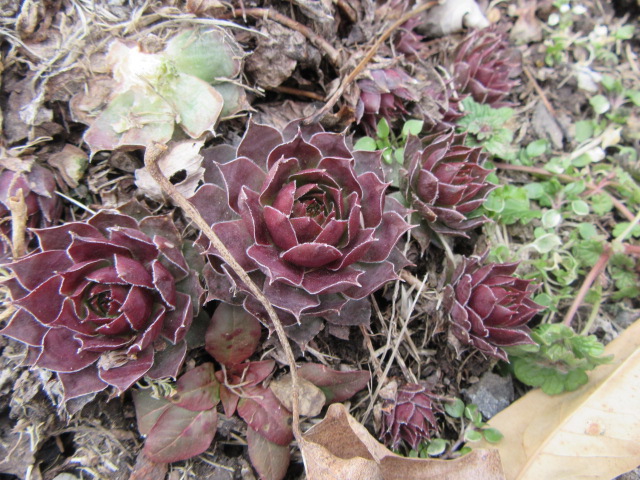 Sempervivum x 'Killer' (House Leek, Hens-and-Chickens, Jupiter's