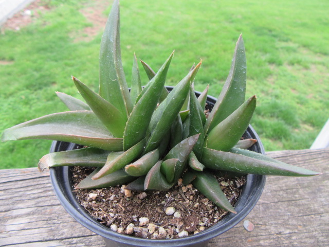 x Alworthia 'Black Gem'  The Belmont Rooster