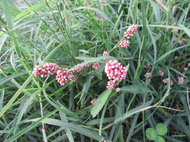 Persicaria maculosa (Lady's Thumb)  The Belmont Rooster