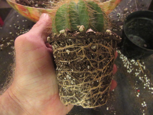 Cactus Repotting & Lessons Learned  The Belmont Rooster