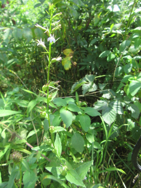 indian tobacco lobelia Lobelia inflata (Indian Tobacco, Etc.) « The Belmont Rooster