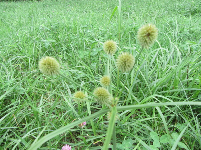 Cyperaceae Family:  The Belmont Rooster