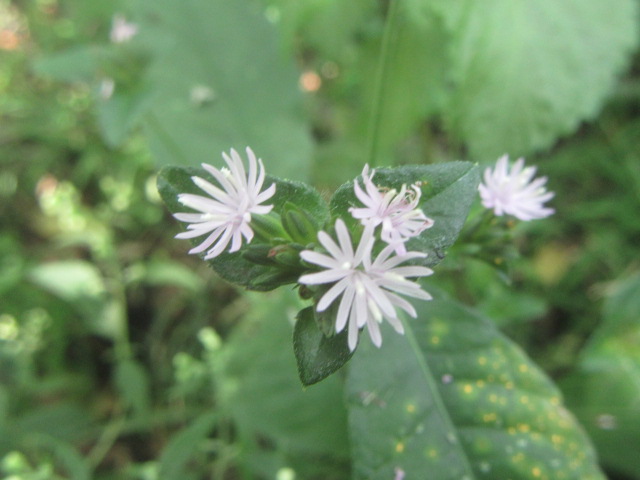 Asteraceae Family:  The Belmont Rooster
