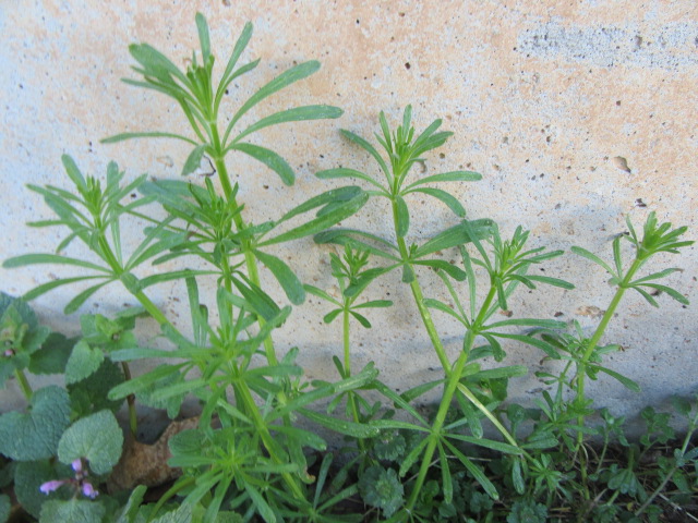 Galium aparine (Cleavers, Catchweed Bedstraw, ETC.  The Belmont Rooster