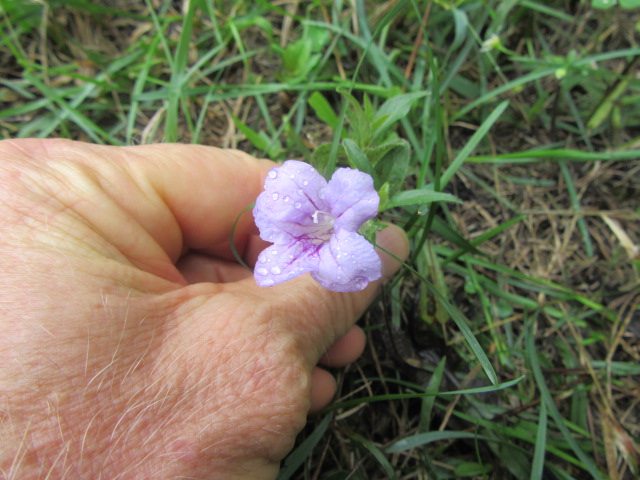 Acanthaceae Family:  The Belmont Rooster
